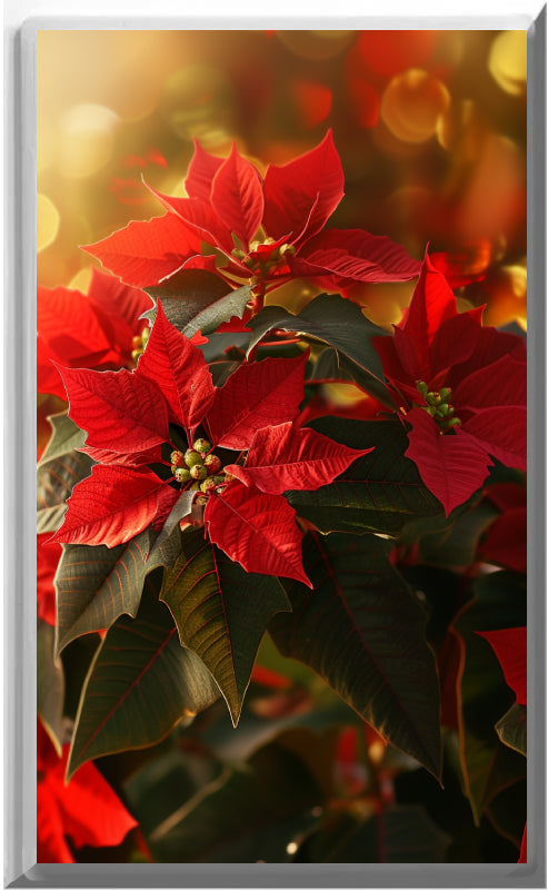 Poinsettias de Noël - Plaque murale pour veilleuse de décoration d'intérieur Glow Covers - Profitez de la lumière et voyez dans le noir